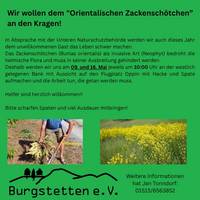 Zackenschötchen Flyer