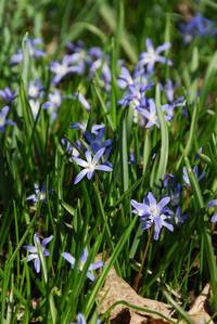 fruehjahrsblumen am kapellenberg