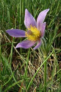 kuhschelle guetzer berg