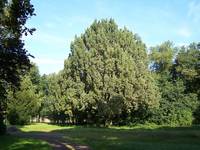 Pyramideneiche im Park Dammendorf