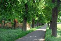 Die Lindenallee zwischen Gollma und Reinsdorf