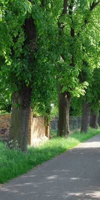 Die Lindenallee zwischen Gollma und Reinsdorf