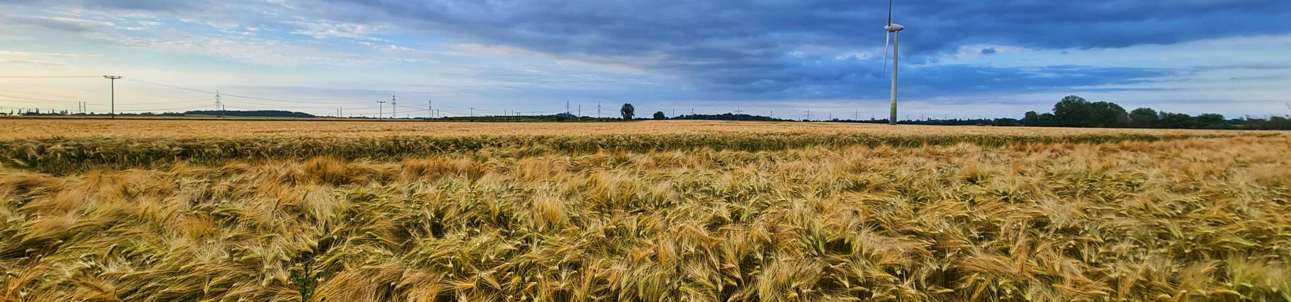 feldweg zwischen lohnsdorf reussen