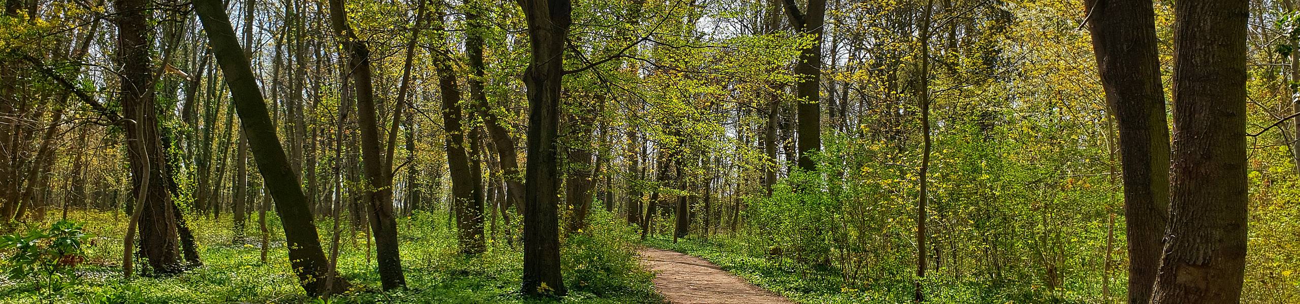 reinsdorf baerlauchwald