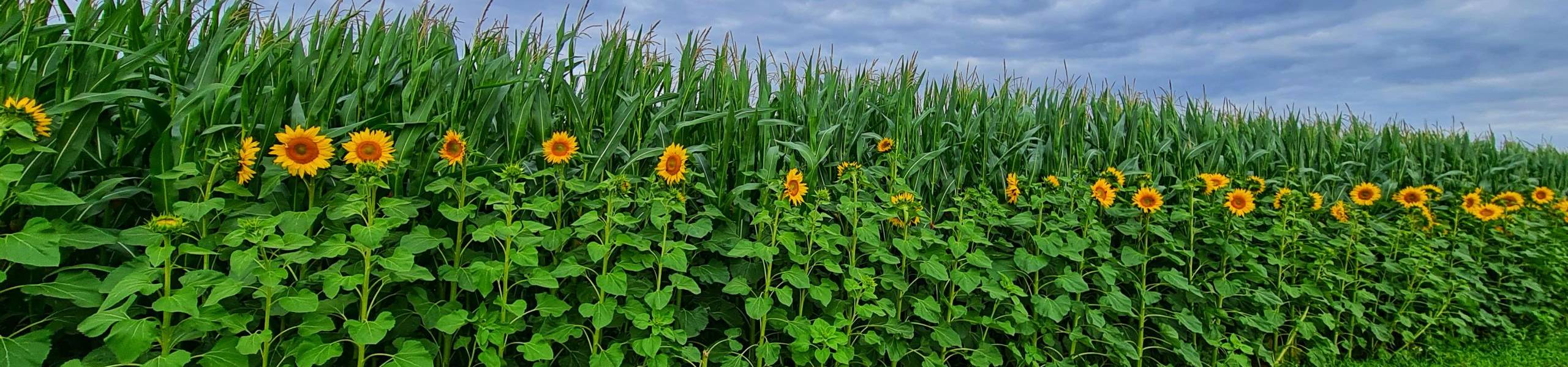 sonnenblumen zwischen gollma lohnsdorf