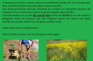 Zackenschötchen Flyer